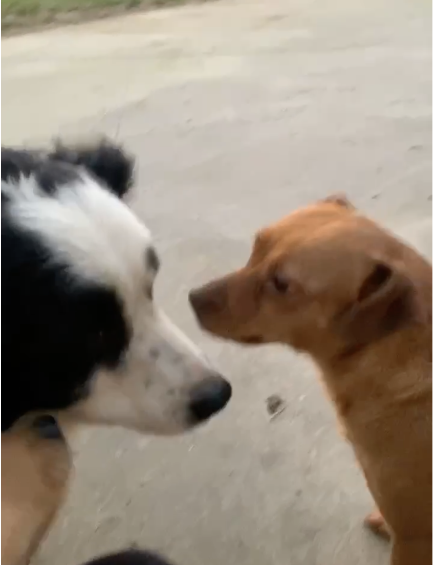 Toby 6