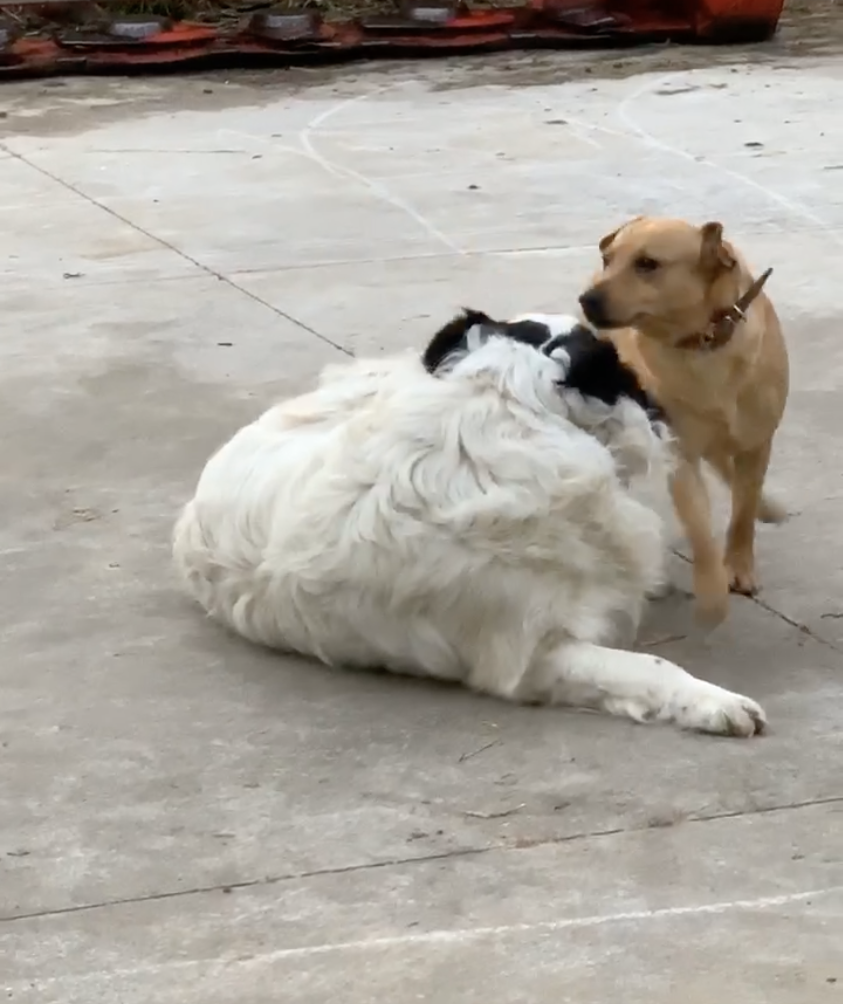 Toby 1